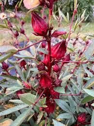 Image result for Hibiscus noldeae