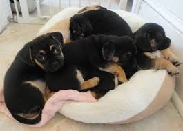 Black And Tan Puggle Puggles Are Too Big For Their Bed Now Puggle Puggle Dogs Best Dogs