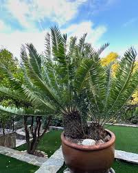 Image result for Encephalartos munchii