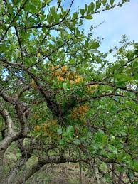 Image result for Embelia schimperi