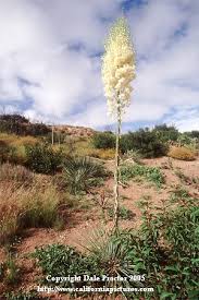 All the rain we complained about in january and february has brought us the most amazing superbloom! Pin On Southern California Flowers