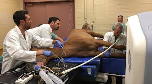 Davis highway pensacola, florida 32514. Room At The Table For All Animals Receiving Ct Scans At Uc Davis American Farriers Journal