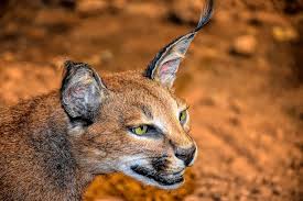 Baby caracal (african lynx) in wildlife sanctuary in namibia. Caracal Katze Tierwelt Kostenloses Foto Auf Pixabay