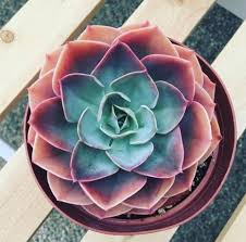 Rainbow Succulent Succulents Plants Succulent Planter