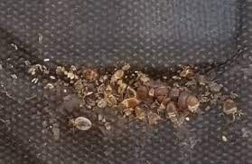 Welcome to bucks county termite and pest control, your premier pest control service in the croydon, pa and bucks county. Bucks County Termite Pest Control 1901 Lincoln Ave Croydon Pa 19021 Yp Com
