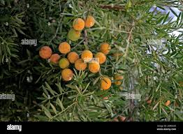 Image result for Afrocarpus falcatus