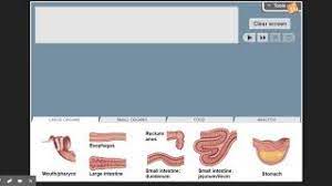 Learn vocabulary, terms and more with flashcards, games and other study tools. Digestive System Gizmo Walkthrough Youtube