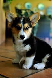 Welsh Corgi Pembroke Tricolor Pembrokewelshcorgipuppy Corgi Puppy Welsh Corgi Pembroke Tricolor Welsh Corgi Puppies