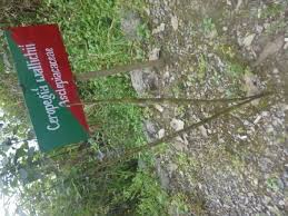 Image result for Ceropegia namuliensis