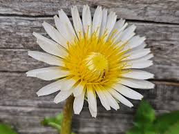 Image result for Taraxacum