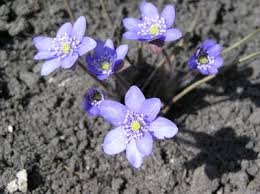 Image result for Isopyrum nipponicum