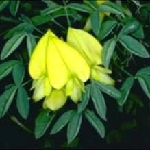 Image result for Crotalaria monteiroi