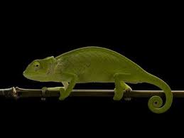 Senegal Chameleon For Sale Chameleons For Sale Cute Reptiles Chameleon
