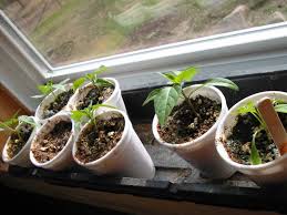 Use large pots for peppers: How Big Of A Container Does A Pepper Plant Really Need