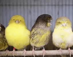 Kandang harus ada di dalam ternak ini. Triptic Sistem Projects Photos Videos Logos Illustrations And Branding On Behance