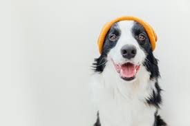Debbie bliss is known for designing contemporary knitting patterns that flatter and complement every body shape. Premium Photo Puppy Dog Border Collie Wearing Warm Knitted Clothes Yellow Hat Isolated On White Background
