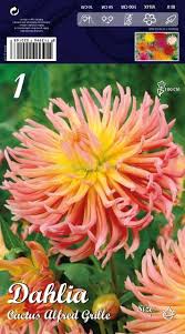 Ce genre, originaire du mexique et d'amérique centrale, comprend environ 25000 cultivars, au feuillage découpé vert ou pourpré, classés. Daliya Dahlia Cactus Alfred Grille Dalii Lsch Sortovisemena Bg