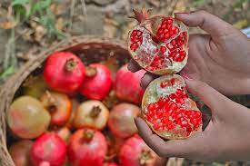 The persian green plum tree (goje sabz) yields fruit that is a small to medium tart plum with a dark yellow flesh. Pomegranate
