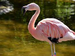 They range from about 90 to 150 cm (3 to 5 feet) tall. Ratselhafter Diebstahl Im Tierpark Hamm Flamingo Aus Gehege Gestohlen Hamm