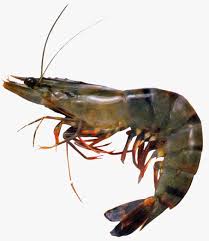 Udang red cherry yang baru lahir bisa dimakan oleh guppy dengan cukup cepat. Udang Mlijo Murah Mlijo Murah