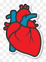 How to draw a human heart easy and step by step. How Do You Communicate That In Only Seven Years From Cartoon Human Heart Drawing Free Transparent Png Clipart Images Download