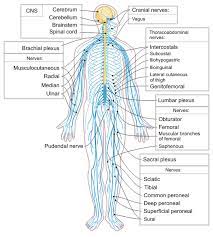 It comprises the brain and spinal cord. Peripheral Nervous System Wikipedia