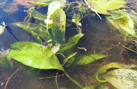 Image result for Ottelia ulvifolia