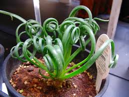クルクル葉をした多肉植物 アルブカ を見つけました ダッペの悠友ライフ