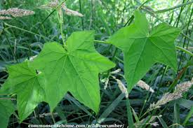 Bitter tasting cucumbers are not really poisonous and will likely do you no harm when eating bitter cucumbers. Wild Cucumber Echinocystis Lobata Good Or Bad