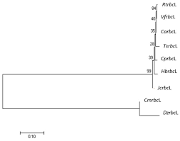 Image result for Cavacoa aurea