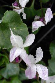 Viola Odorata Wismar Veilchen Und Stiefmutterchen