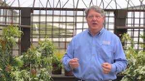 Plant anytime in spring or autumn. Why You Should Plant The Heat Tolerant Shade Loving Mountain Snow Pieris From Southern Living Youtube