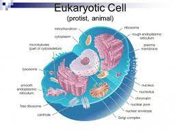 Related Image Eukaryotic Cell Biology School Organization Notes