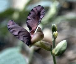 Image result for Macroptilium atropurpureum