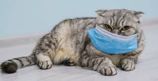 Principalele boli transmise de pisici sunt: Studiu Bolnavii De Covid 19 Isi Pot Infecta Animalele De Companie Ro Health Review