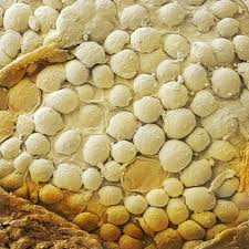 Never Mind Lasagnas All Food Is Pretty Gross Up Close Vistas Celulas
