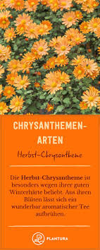 Chrysanthemen Arten Die Schonsten Fur Den Garten Chrysanthemen Winterharte Pflanzen Winterhart