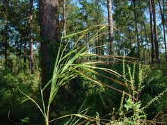 Image result for Heteropogon melanocarpus