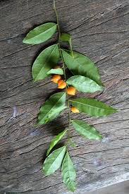 Image result for Carpolobia