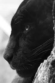 Image Result For Black Panther Photography Fierce Animals Big Cats Animals