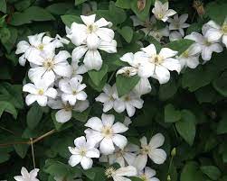 Pruning also helps to keep clematis vines healthy. Clematis Huldine Bluestone Perennials