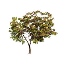 Image result for Combretum kraussii
