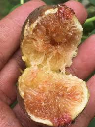 Boleh untuk sebarang jenis pokok. Var Palau Sheikh Little Fig And Strawberry Gardens Facebook