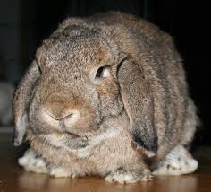 Bad bunny says he can't fly anywhere unless he's wearing sneakers. 9 Reasons Why You Shouldn T Buy A Bunny Save Animals Peta Kids