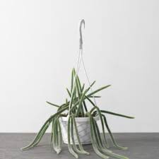 Image result for Chlorophytum pauper