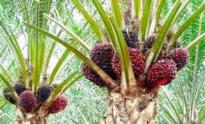 Teknik tanam miring kelapa sawit di gambar 5. Berita Globalplanet News