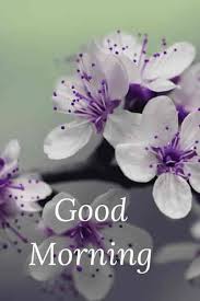 Best Good Morning Hd Images Wishes Pictures And Greetings Good Morning Flowers Pictures Good Morning Flowers Morning Flowers