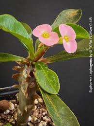Image result for Euphorbia lissosperma