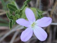 Image result for Barleria mackenii