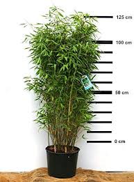 Bambus Sichtschutz Bambussichtschutz Bambus Fargesia Standing Stone Winterhart Und Schnell Wachsend 1 In 2020 Bambus Pflanzen Sichtschutz Pflanzen Winterhart Pflanzen